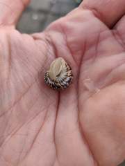 Marmorana serpentina