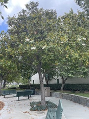 Magnolia grandiflora