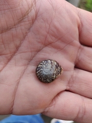 Marmorana serpentina