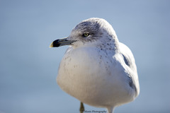 Larus delawarensis