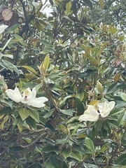 Magnolia grandiflora