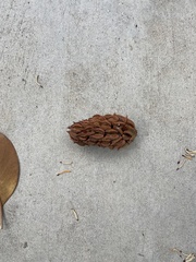 Magnolia grandiflora