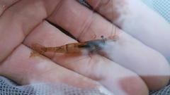 Paratya curvirostris