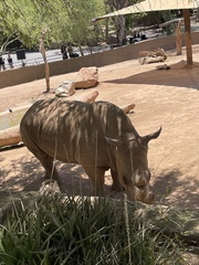 Ceratotherium