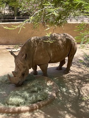 Ceratotherium