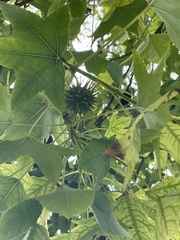 Liquidambar styraciflua