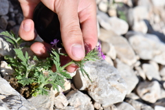 Glandularia tumidula