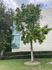 Liquidambar styraciflua