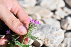 Glandularia tumidula