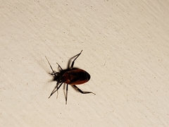 Taedia