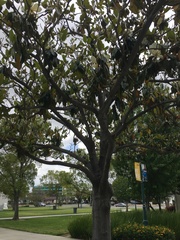 Magnolia grandiflora