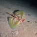 Flying Gurnard - Photo (c) Luis P. B., some rights reserved (CC BY-NC), uploaded by Luis P. B.