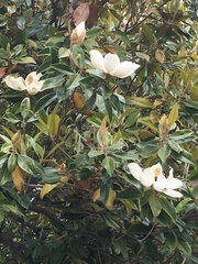 Magnolia grandiflora