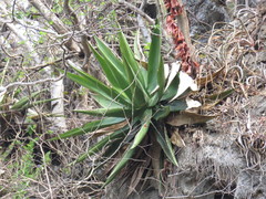 Agave calciphila