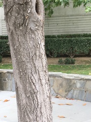 Magnolia grandiflora