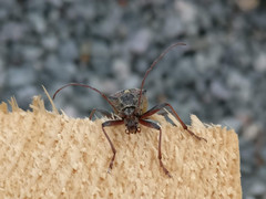 Oxymirus cursor