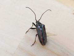 Oxymirus cursor