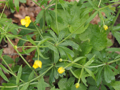 Ranunculus cassubicus