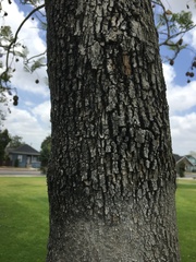 Jacaranda mimosifolia