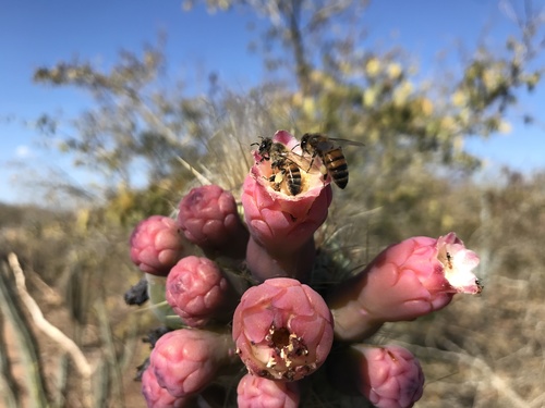 Pilosocereus glaucochrous