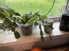 Schlumbergera buckleyi