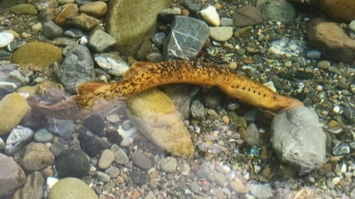 Eel sucker (Petromyzon marinus) — Petromyzontidae