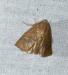 Apoda latomia