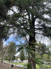 Cedrus deodara