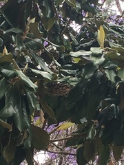 Magnolia grandiflora