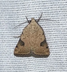 Micrathetis costiplaga