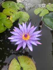 Nymphaea elegans