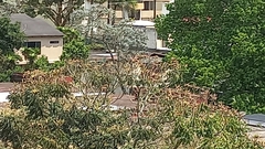 Aratinga