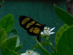 Methona themisto