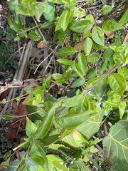 Alternanthera flavescens