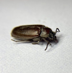 Dascillidae