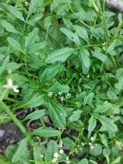 Cardamine flexuosa