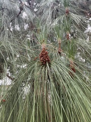 Pinus canariensis