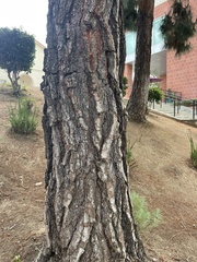Pinus canariensis