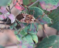 Leptoglossus occidentalis