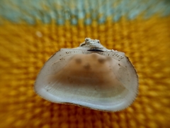 Arcopsis solida