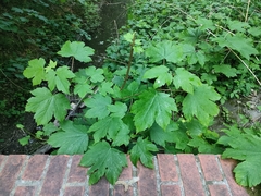 Acer pseudoplatanus