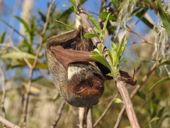 Lasiurus blossevillii