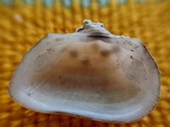 Arcopsis solida