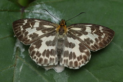Abraximorpha davidii