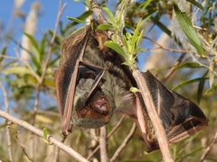 Lasiurus blossevillii