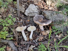 Russula grisea