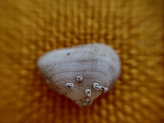 Arcopsis solida