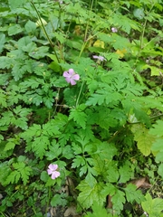 Geranium robertianum