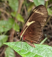 Heliconius ricini
