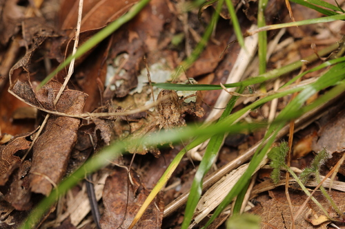 Spring Harvestman, Castricum, Nederland, photo 6 of 10